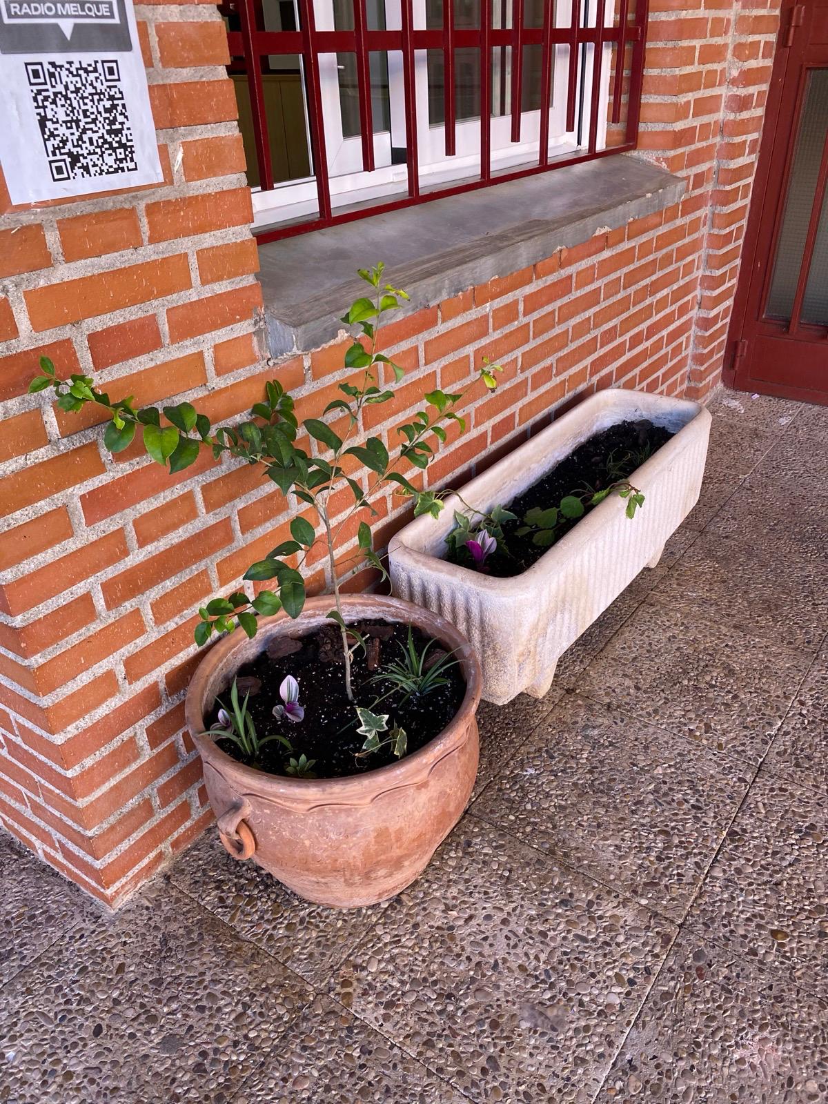 Macetas y plantas del huerto escolar